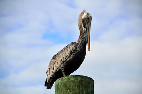 Nature bird water