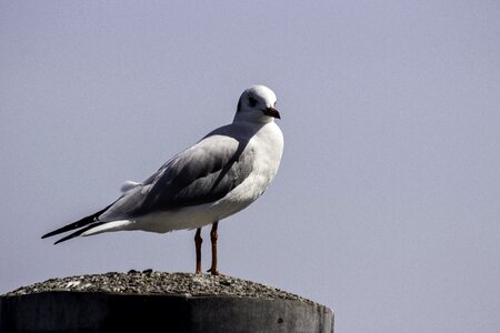 Seagull animal standing