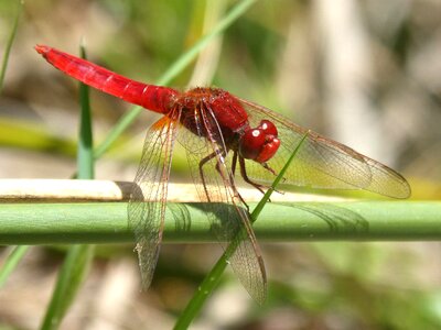 Winged insect flying insect sagnador scarlet photo