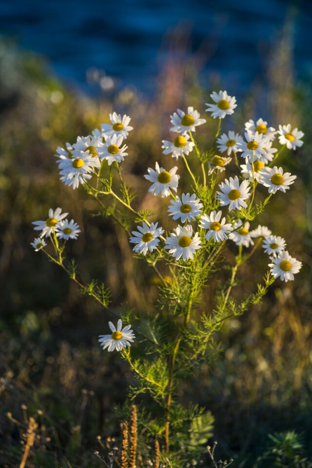 Summer nature white
