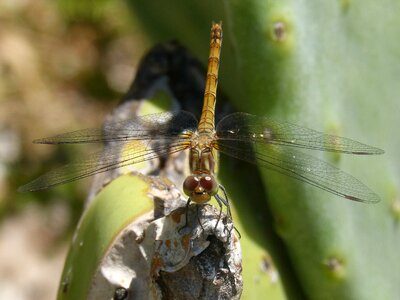 Sympetrum striolatum cactus flying insect