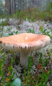 Mushroom in the woods autumn