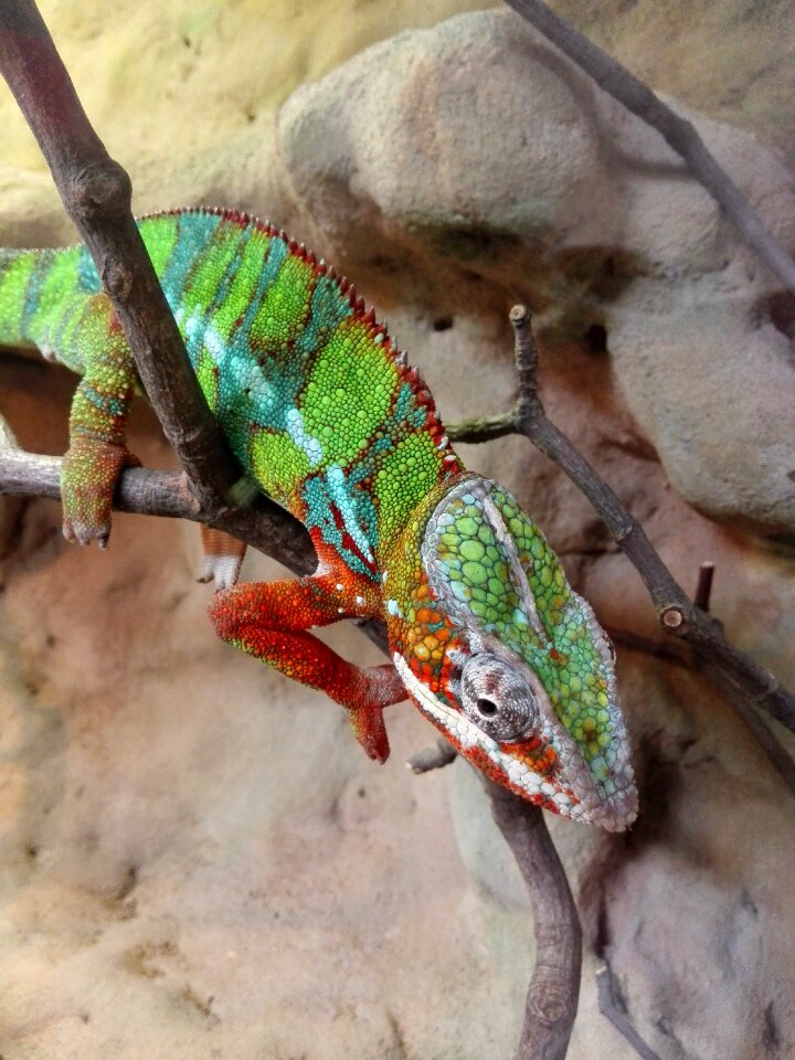 Nature animal zoo