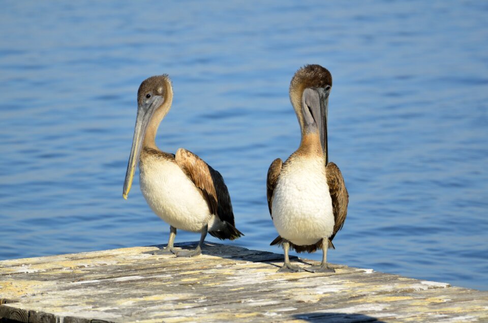 Pelican sea ocean