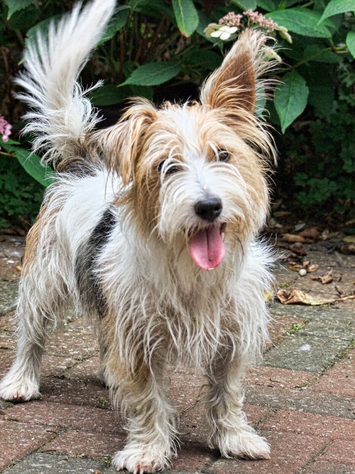 Animal pet terrier