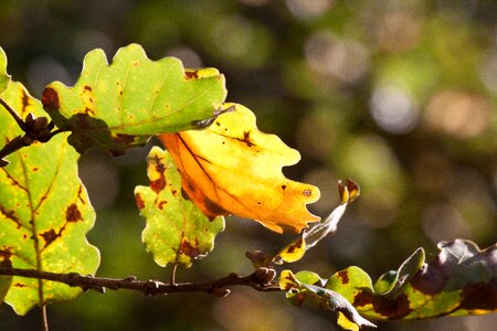 Autumn oak green
