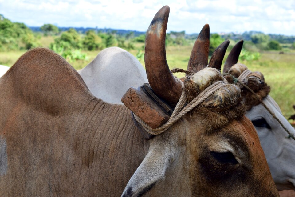 Cow farming brown cow