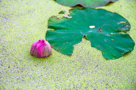 Lotus leaf flowers pink