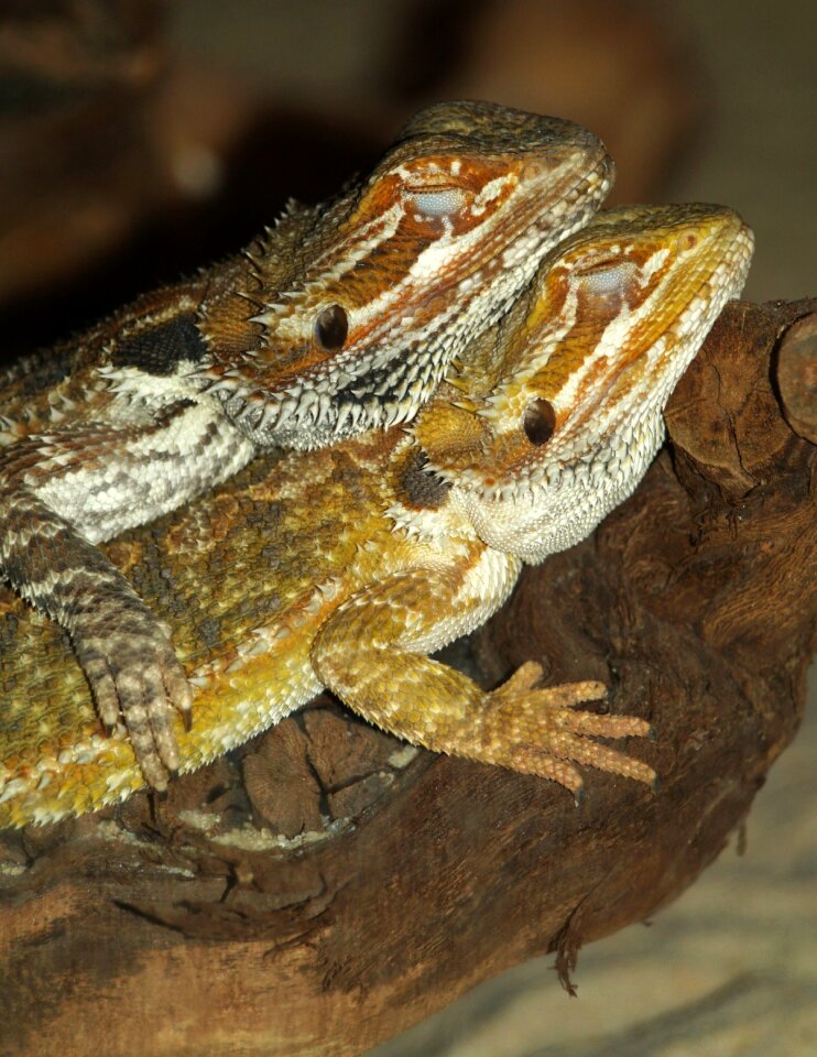 Bearded dragon reptile pogona vitticeps
