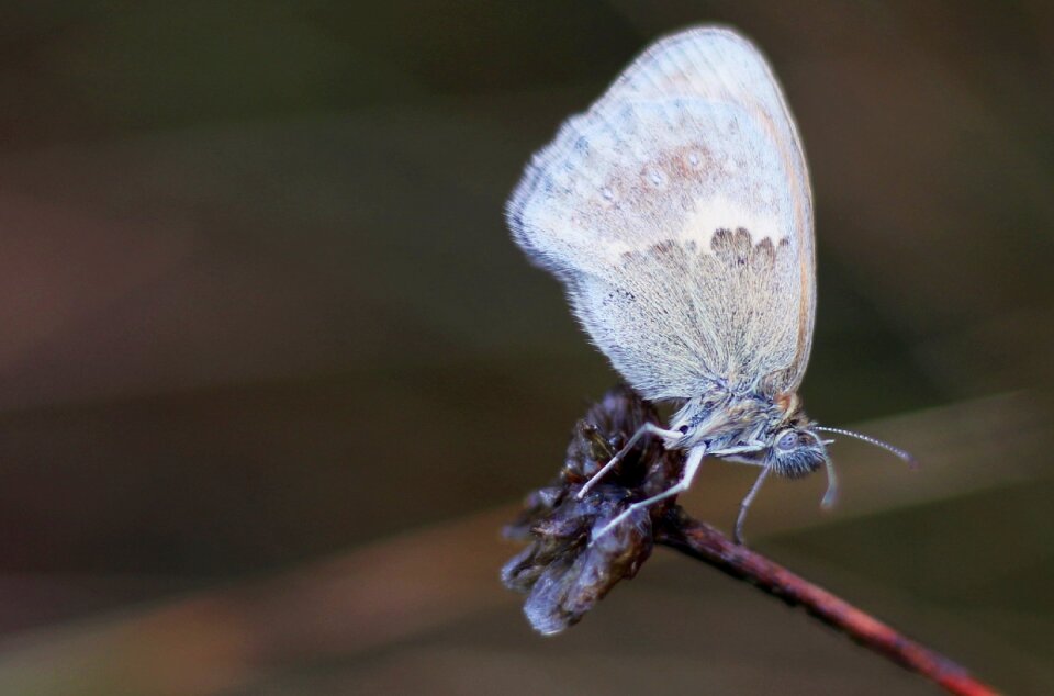 Wing discreetly patterned diurnal