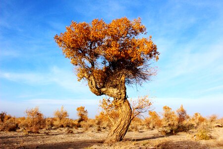 Trees populus desert