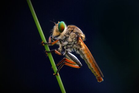 Wildlife dark insect photo