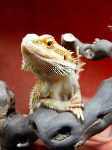 Bearded dragon reptile pogona vitticeps