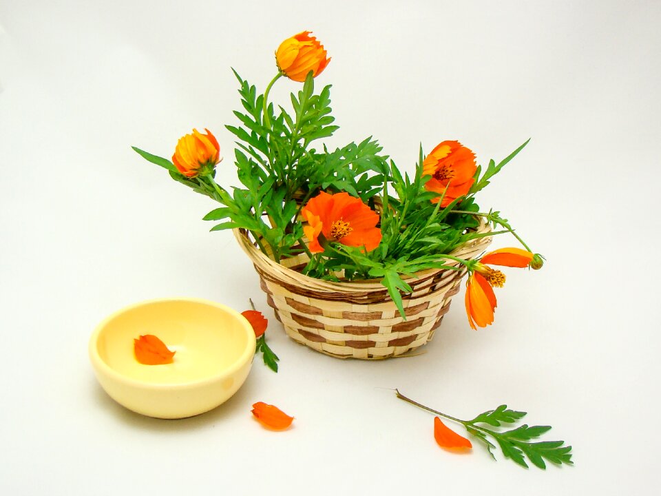 Orange yellow nature