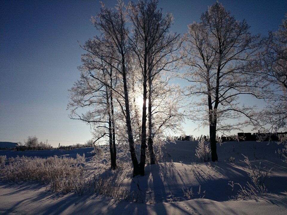 Winter tree nature photo
