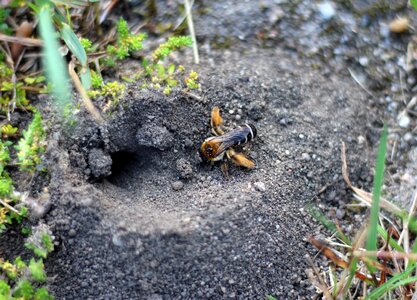 Solitary bee female construction