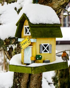 Bird robin snowy photo