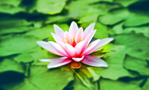 Plant flora nature