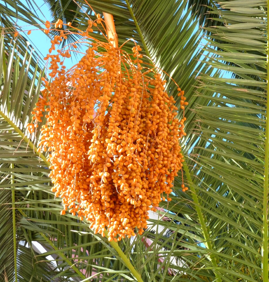 Orange palm tree date-palm