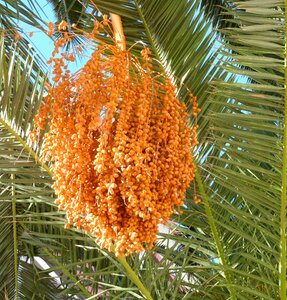 Orange palm tree date-palm photo