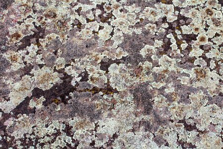 Weave structure wattle