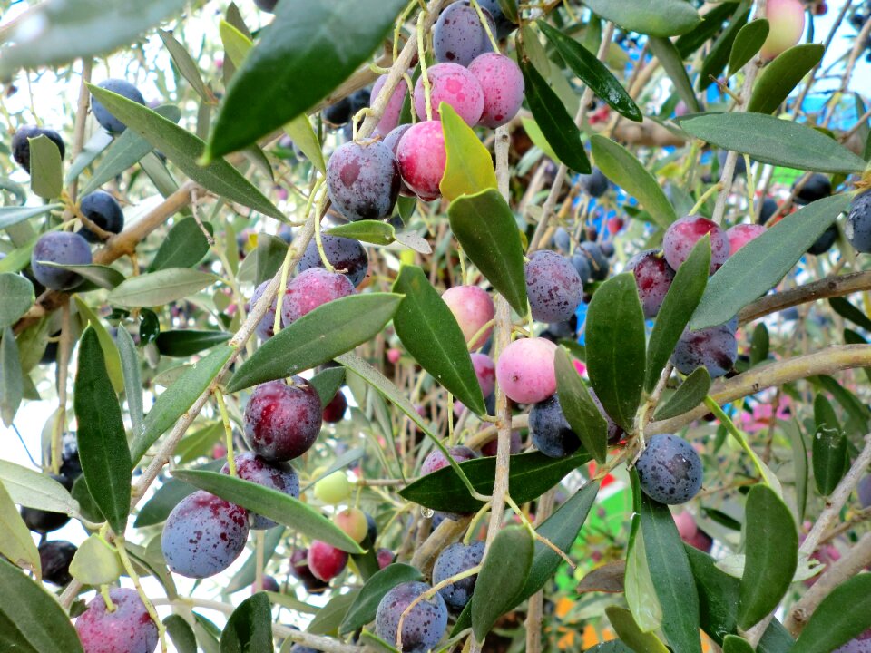 Olives fruits olives tree