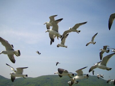 Emergency wing sky photo