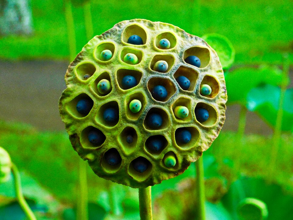 Lotus flowers lotus seeds trypopobhia