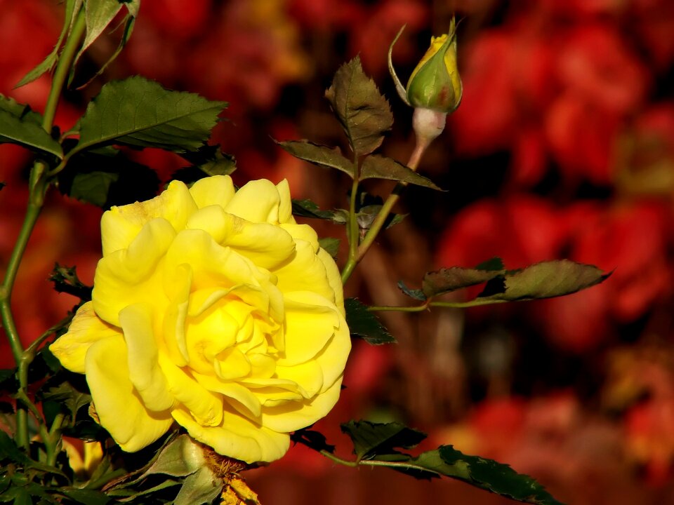 Flower green leaves leaves photo