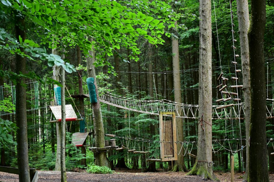 Climbing forest forest high