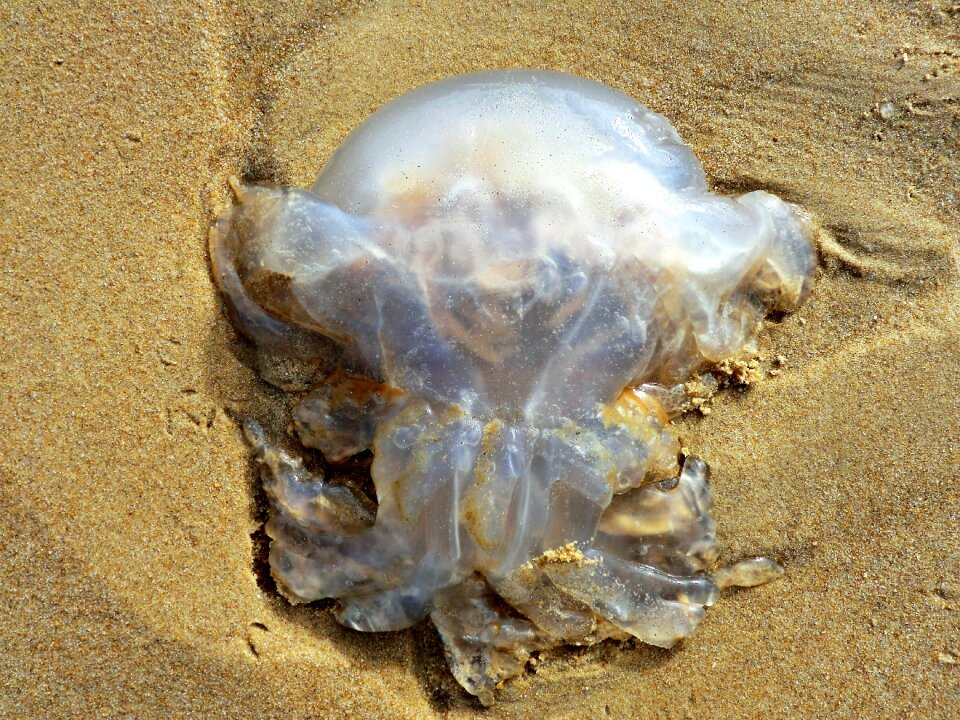 Washed up transparent nature photo