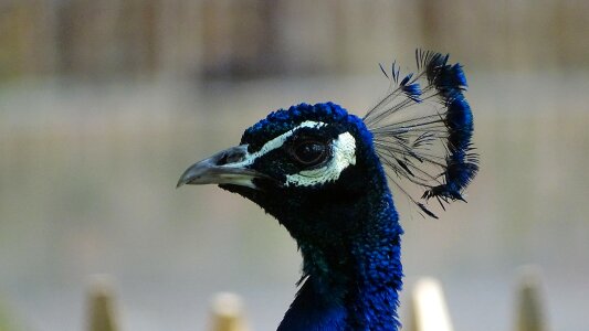 Blue feather zoo photo