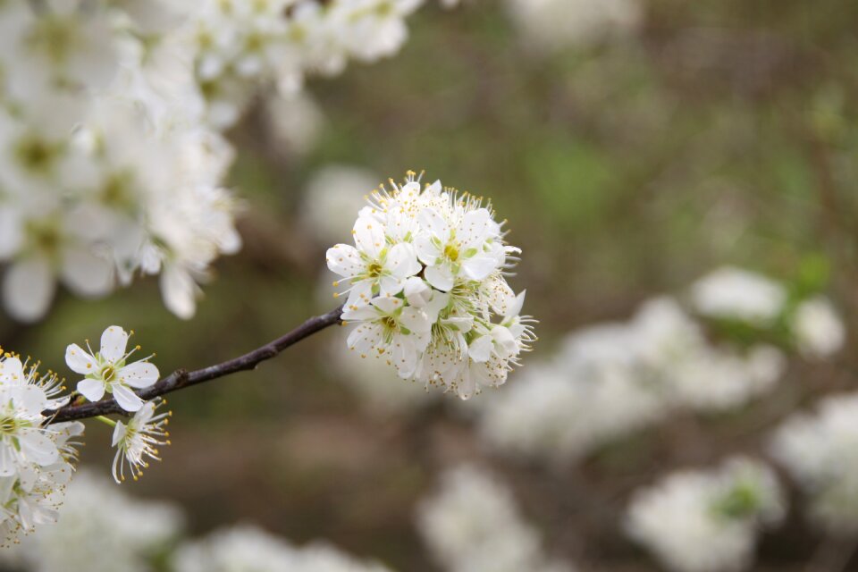 White landscape flower tree