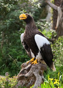 Animal zoo nature