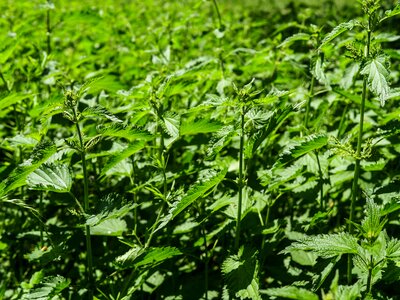 Painful urtica plant photo