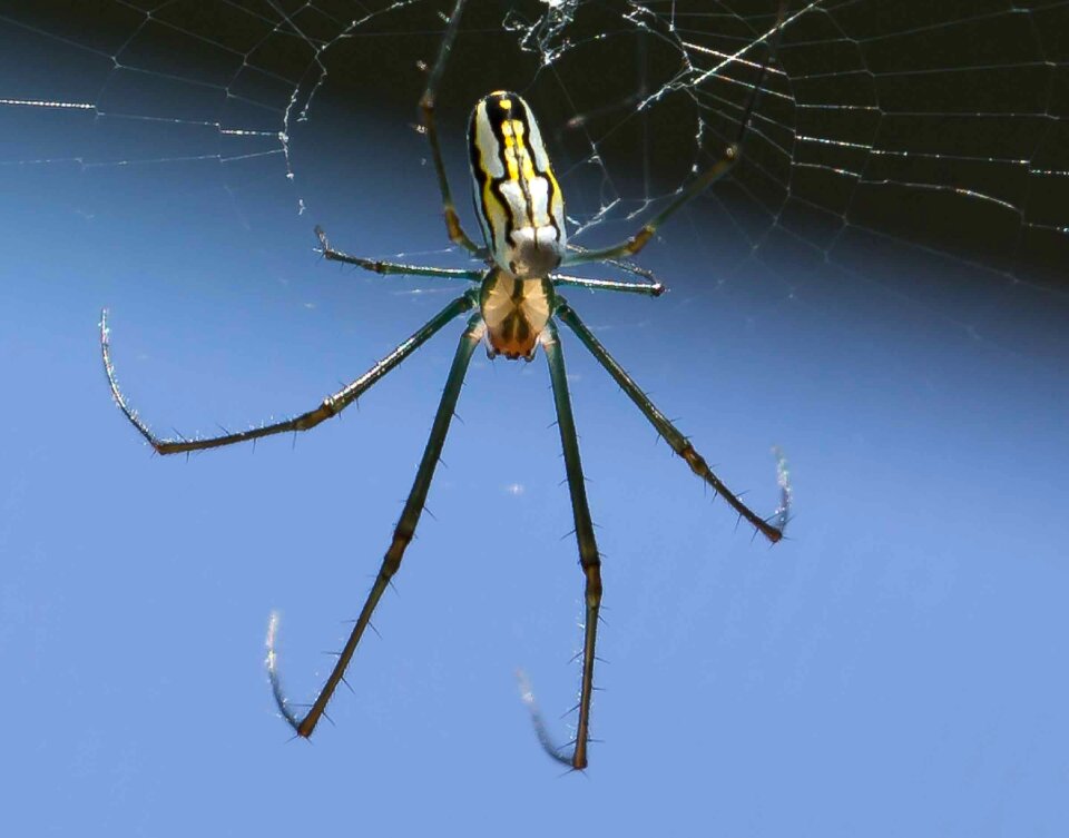 Wildlife insect legs