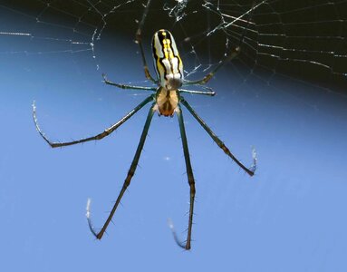 Wildlife insect legs