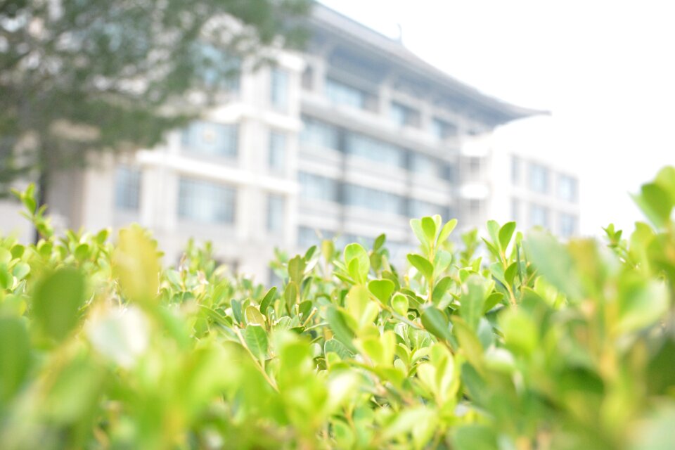 North library blur