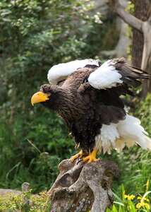 Animal zoo nature