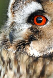 Nocturnal predator feather photo