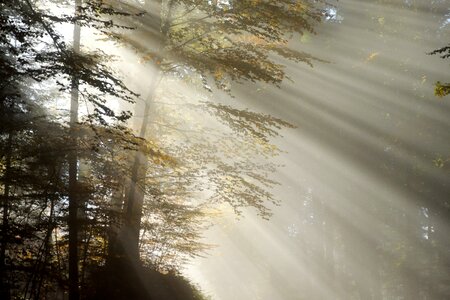 Sunbeam striped mystical photo