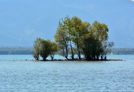 Water lake plant
