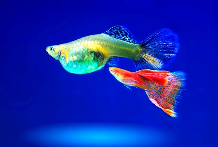 Aquarium ornamental fish fish photo
