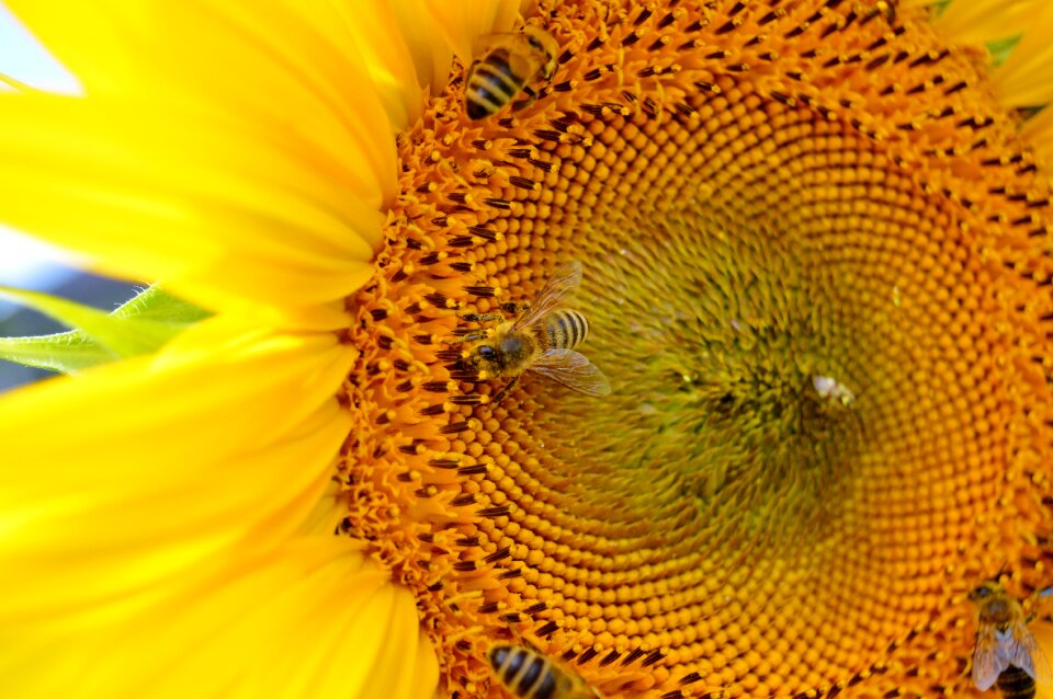 Pollen yellow flower bloom