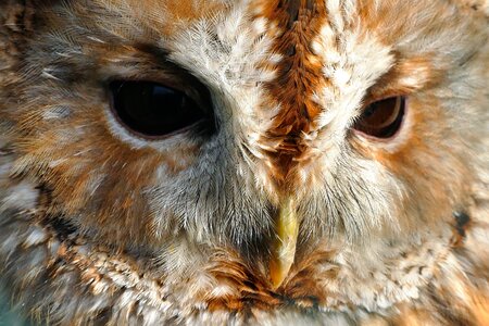 Nocturnal predator feather photo