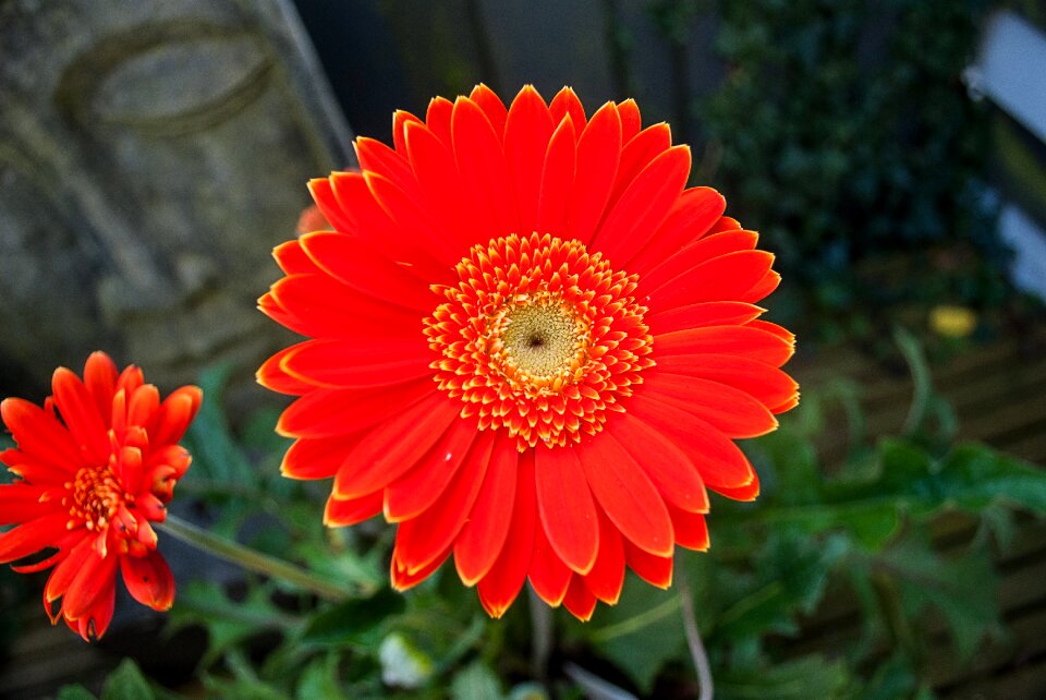 Flower flowers orange