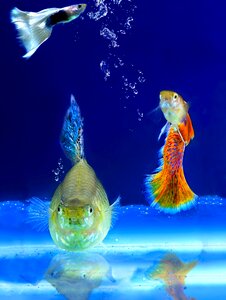 Aquarium fish ornamental fish
