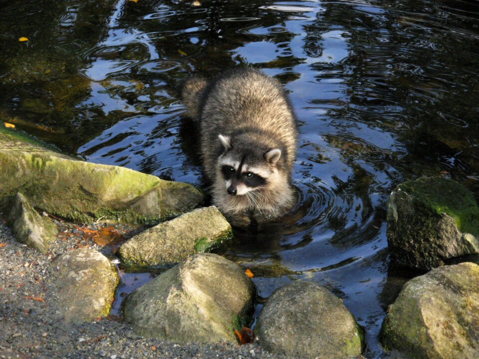 Cute wildlife wild