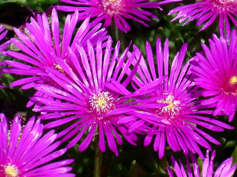Violet rays stone garden sunny