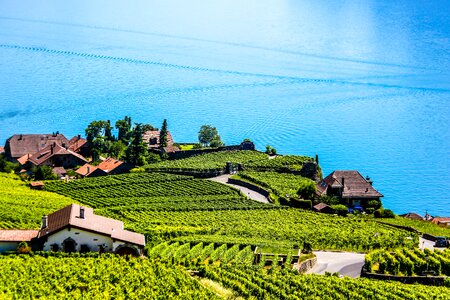 Swiss montreux vineyard